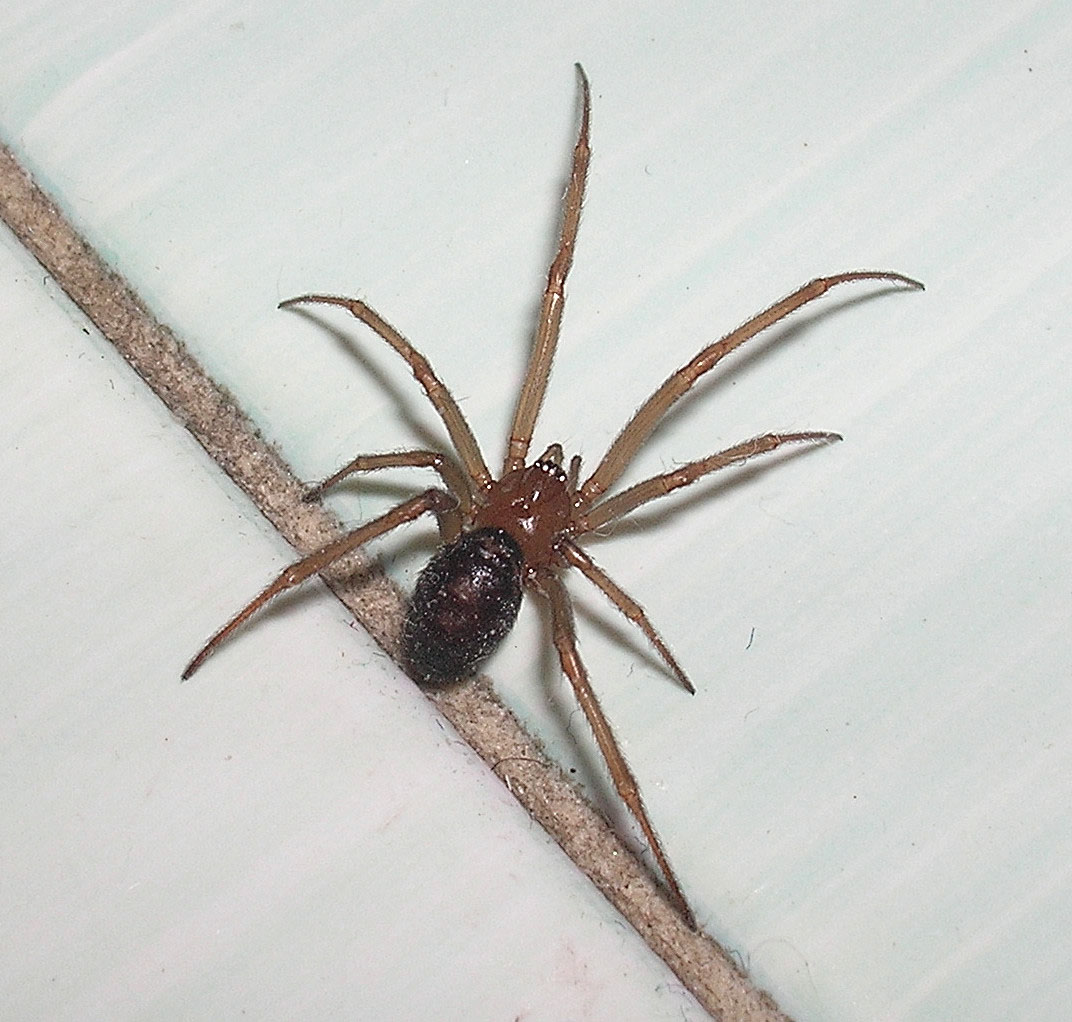 Steatoda sp.